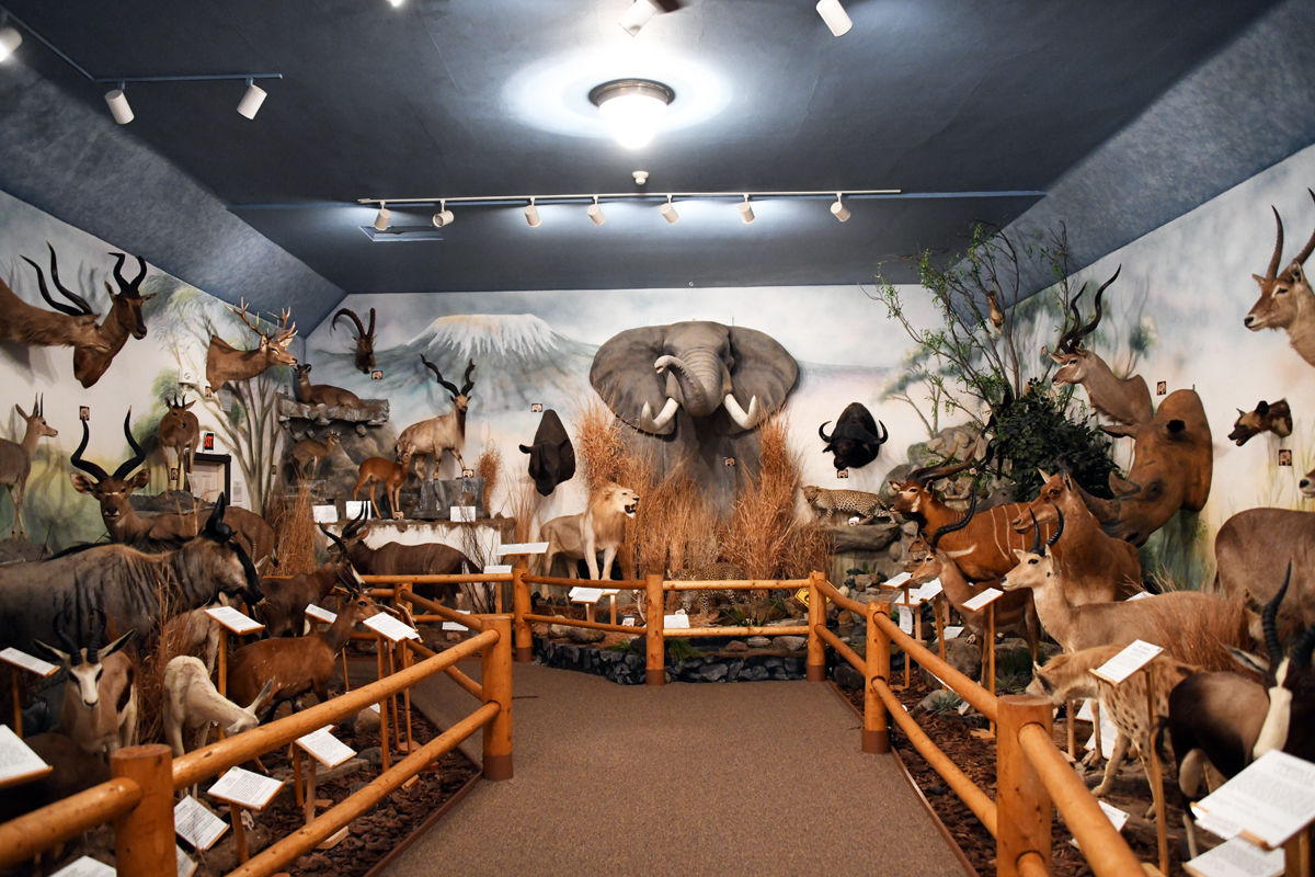 155 The Pierson Wildlife Museum featured the animal collection of Dr. E.K. Pierson..JPG
